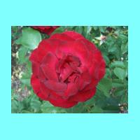 Conservatory 031.jpg